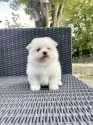 ポメマル(ポメラニアン×マルチーズ)【山梨県・男の子・2025年7月19日・クリーム】の写真6