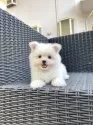 ポメマル(マルチーズ×ポメラニアン)【山梨県・女の子・2025年7月21日・クリーム】の写真6