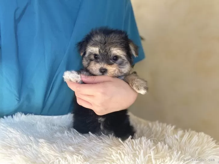 ミックス(マルチーズ×ヨークシャーテリア)【山梨県・女の子・2025年8月