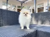 ポメラニアン【山梨県・男の子・2025年6月10日・クリーム】の写真7