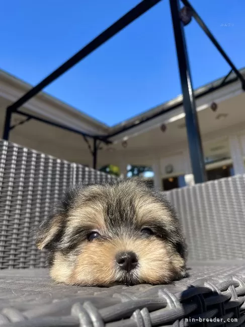 リモージュボックス　プレゼントとわんちゃん　犬　フランス製　ヨークシャーテリア リモージュボックス プレゼントとわんちゃん 犬 フランス製