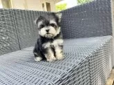ミックス(マルチーズ×ヨークシャーテリア)【山梨県・男の子・2025年5月1日・ブラッククリーム】の写真7