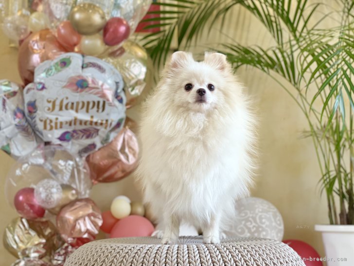 ポメラニアン【・女の子・2021年11月20日・クリーム】