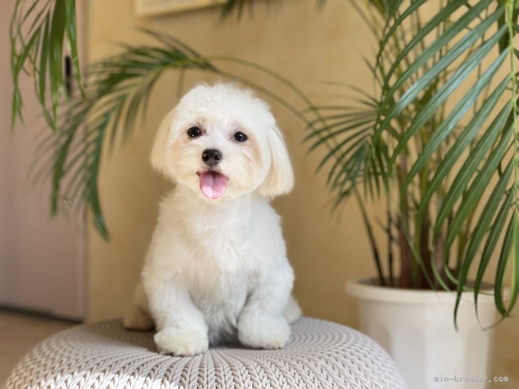 マルチーズ【・女の子・2022年10月4日・ホワイト】