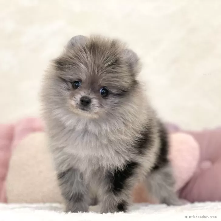 ID：2405-06220の子犬