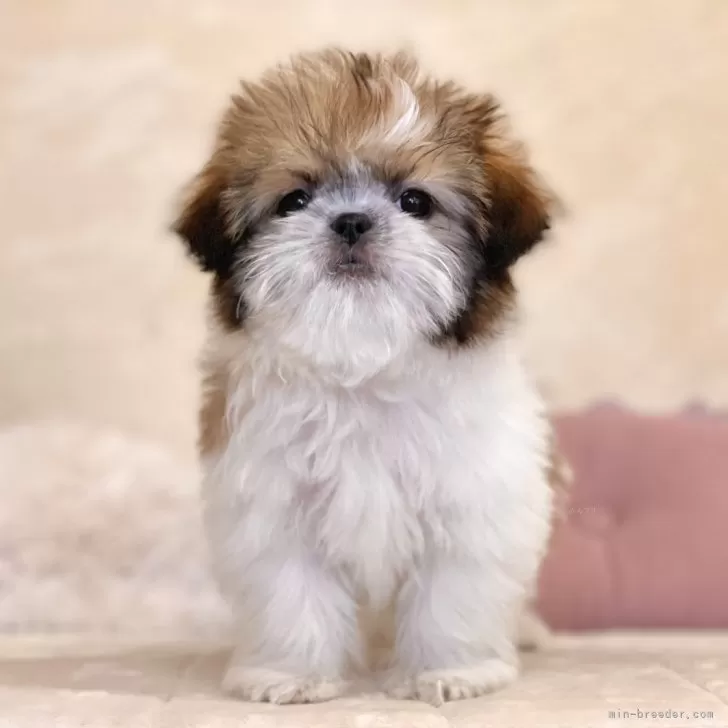 ID：2401-06089の子犬