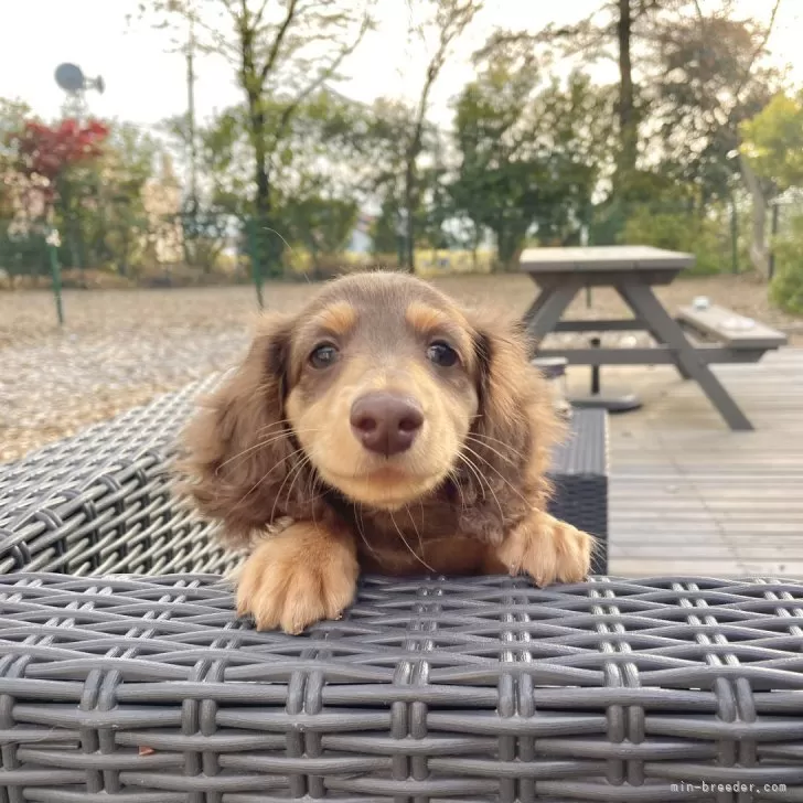 ID：2402-05949の子犬