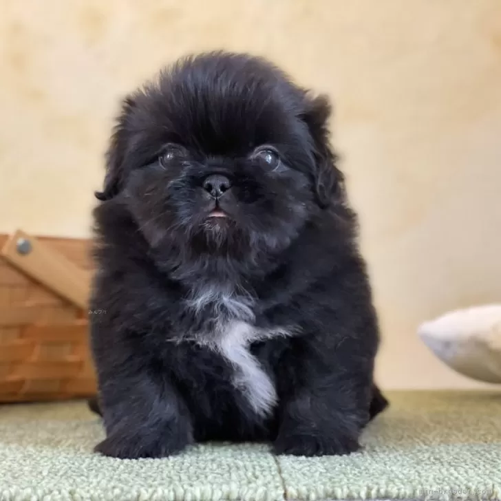 ID：2408-05253の子犬