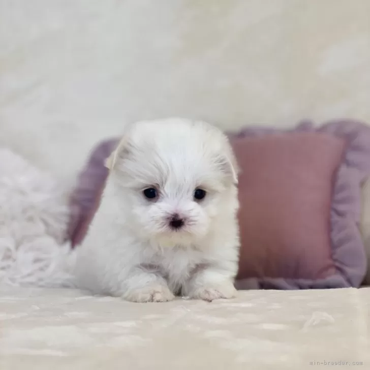 チェウォン 様のお迎えした子犬