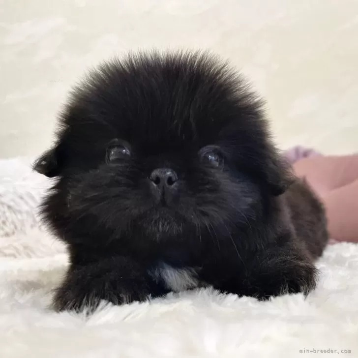 ID:2405-06006の子犬