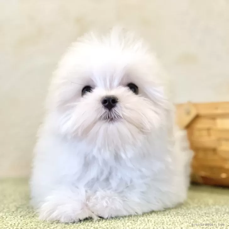 サン 様のお迎えした子犬