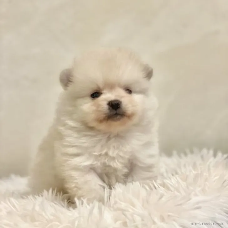 M.O. 様のお迎えした子犬