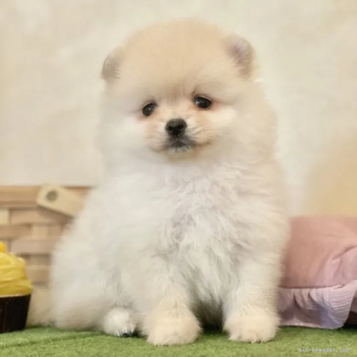 のりぽん 様のお迎えした子犬