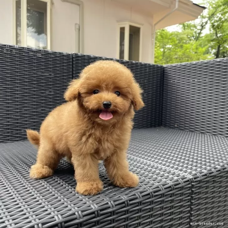 ID:2406-02346の子犬