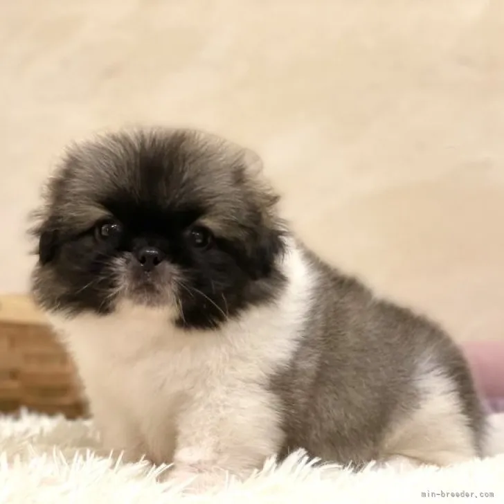 ID:2309-05954の子犬
