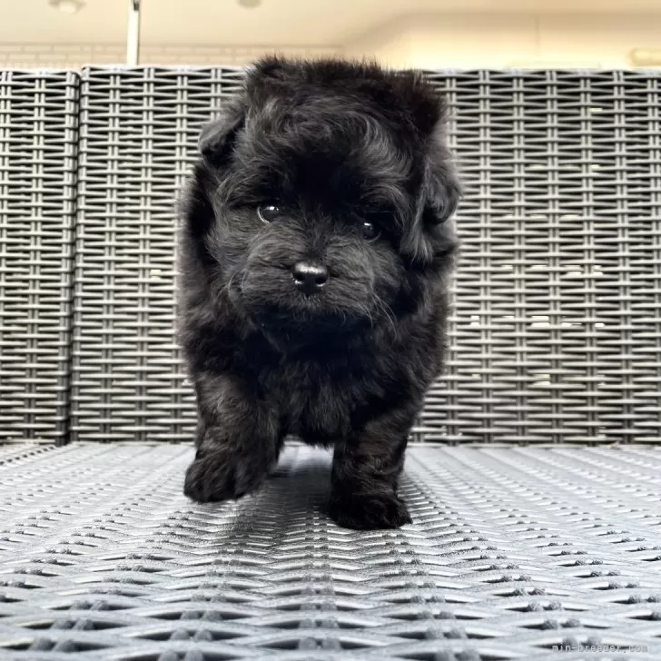 ID:2403-06996の子犬