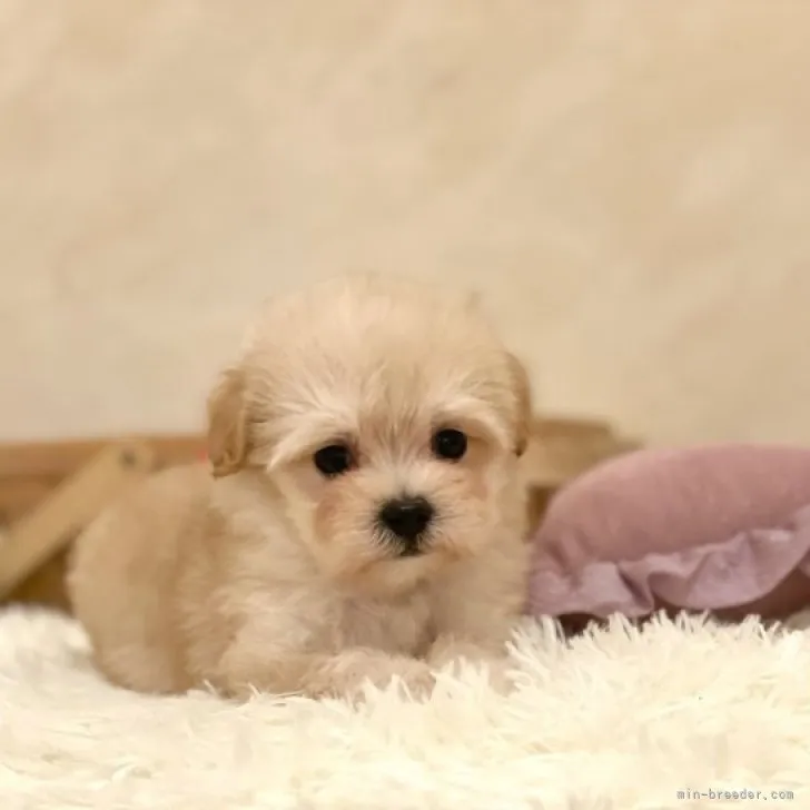 ID:2309-06616の子犬