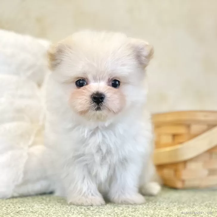 ID:2409-08141の子犬
