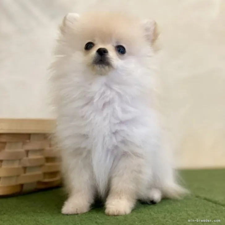 まめくん 様のお迎えした子犬