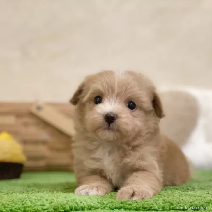 ID：2406-04358の子犬