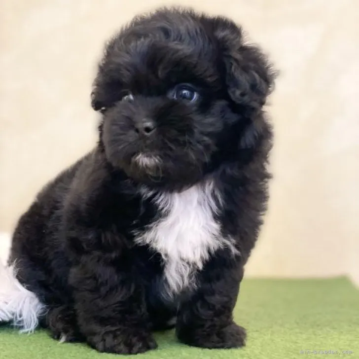 ID:2303-05509の子犬