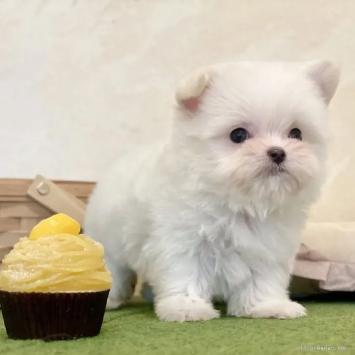 ID：2303-05449の子犬
