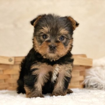 ヨークシャーテリア【山梨県・女の子・2024年3月27日・スチールブルータン】の写真「優しいお顔の可愛い女の子です☺️🌈」