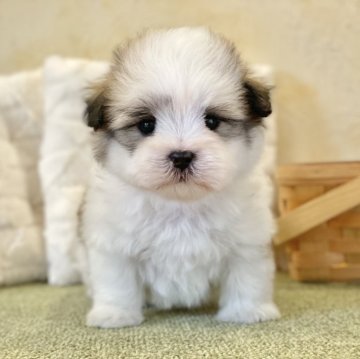 ミックス(マルチーズ×シーズー)【山梨県・男の子・2024年8月15日・白茶】の写真「ムチムチ体型でとても可愛いです☺️🌈」