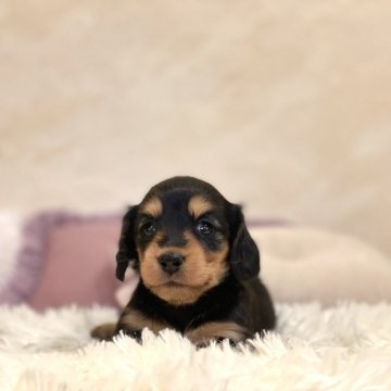 ミニチュアダックスフンド(ロング)【山梨県・女の子・2024年1月14日・ブラックタン】の写真「両親遺伝子検査クリア✨️」