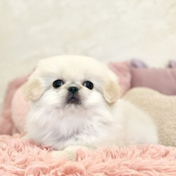 ペキニーズ【山梨県・女の子・2024年4月5日・ホワイト】の写真「とても明るい性格です🌈」