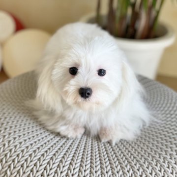 マルチーズ【山梨県・男の子・2023年8月1日・ホワイト】の写真「とっても人懐っこいフレンドリーな子です☺️♪♪」
