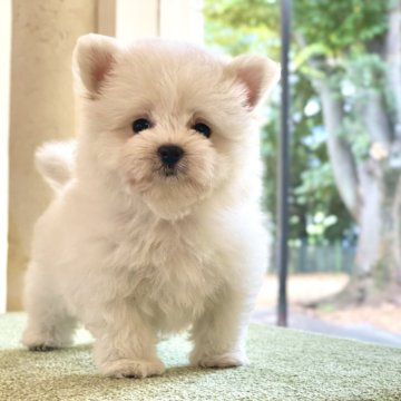 ポメマル(ポメラニアン×マルチーズ)【山梨県・男の子・2024年5月6日・クリーム】の写真「毛量たっぷり短足体型で可愛いです☺️🌼」