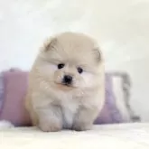 ポメラニアン【山梨県・女の子・2024年1月17日・クリーム】の写真1