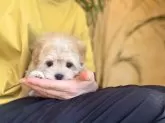 マルプー(トイプードル×マルチーズ)【山梨県・男の子・2024年2月24日・アプリコットホワイト】の写真5