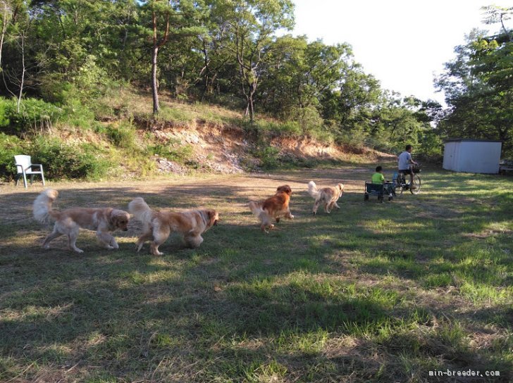 犬舎はゴルたちと子供たちの大切な遊び場｜山内　康裕(やまうち　やすひろ)ブリーダー(兵庫県・ゴールデンレトリバー・JKC登録)の紹介写真3