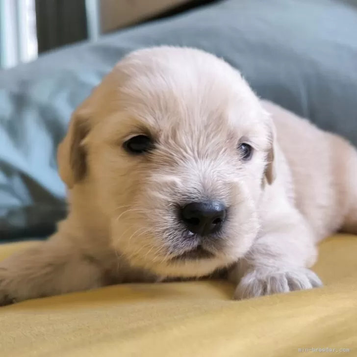 みず 様のお迎えした子犬