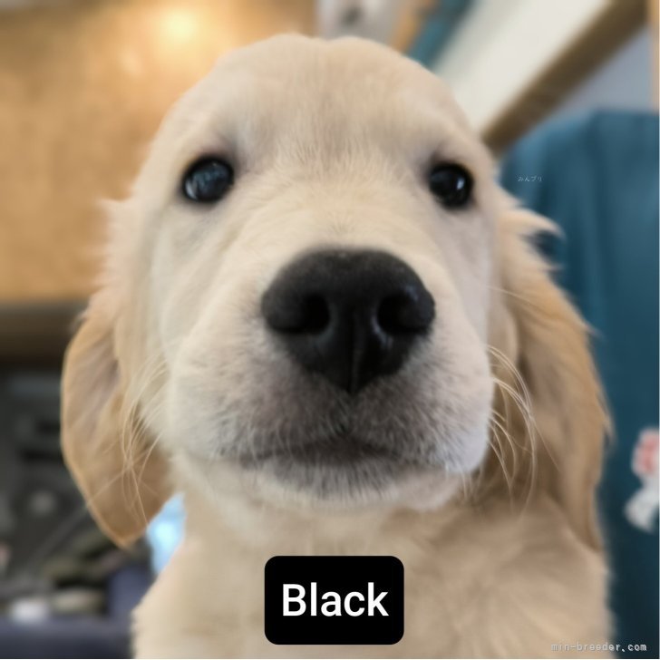 【タイムセール！！】結実確認済み！　超希少品種　べンズゴールデンリバーサイド　苗 結実確認済み！ 超超希少品種 べンズ・ゴールデンリバーサイド