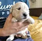 ゴールデンレトリバー【兵庫県・女の子・2025年5月27日・ライトゴールド】の写真3