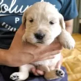 ゴールデンレトリバー【兵庫県・女の子・2025年5月27日・ライトゴールド】の写真5