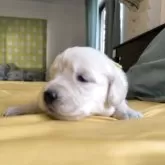 ゴールデンレトリバー【兵庫県・女の子・2025年5月27日・ライトゴールド】の写真6