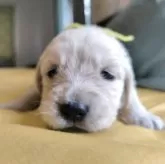 ゴールデンレトリバー【兵庫県・女の子・2025年5月27日・ライトゴールド】の写真2