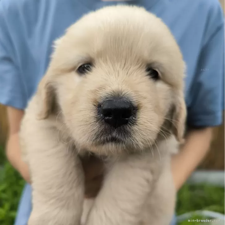 ID:2407-07855の子犬