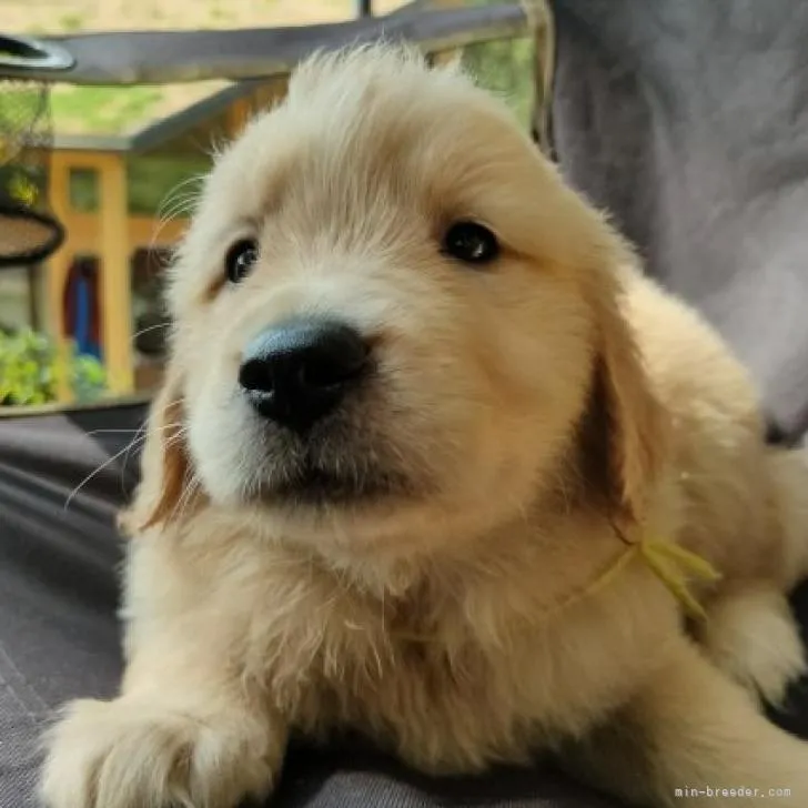 ID：2207-00546の子犬