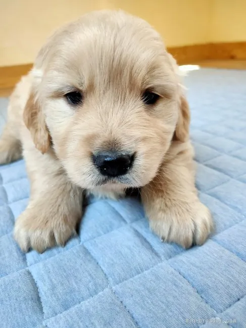 ID:2105-01566の子犬