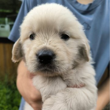 ゴールデンレトリバー【兵庫県・男の子・2024年6月21日・ライトゴールド】の写真「欧州外産EGとAGのハイブリッドゴールデン」