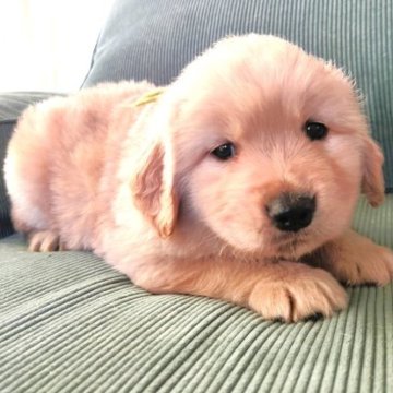 ゴールデンレトリバー【兵庫県・女の子・2023年9月24日・ゴールド】の写真「両親遺伝性疾患8項目クリア。おっとりサラ娘黄ちゃん」