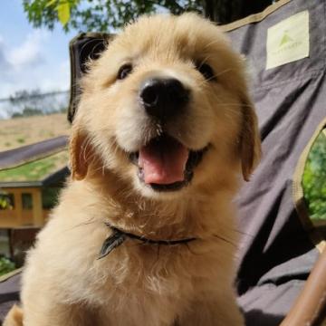 ゴールデンレトリバー【兵庫県・男の子・2022年5月9日・ゴールド】の写真「両親遺伝子検査済み・優良血統・快活で人懐こい性格」