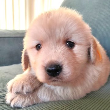 ゴールデンレトリバー【兵庫県・男の子・2023年9月24日・ゴールド】の写真「両親遺伝性疾患8項目クリア。端正な顔立ちのサラ5子」