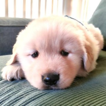 ゴールデンレトリバー【兵庫県・男の子・2023年9月24日・ゴールド】の写真「両親遺伝性疾患8項目クリア。優しいサラ息子青くん」