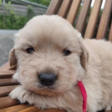 ゴールデンレトリバー【兵庫県・女の子・2022年5月18日・ゴールド】の写真「両親8項目遺伝子検査クリア・優良血統・しっかり気質」